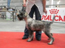 de Vincours - Ely, première expo , Marseille, Meilleur Puppy