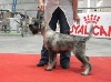  - Ely, première expo , Marseille, Meilleur Puppy