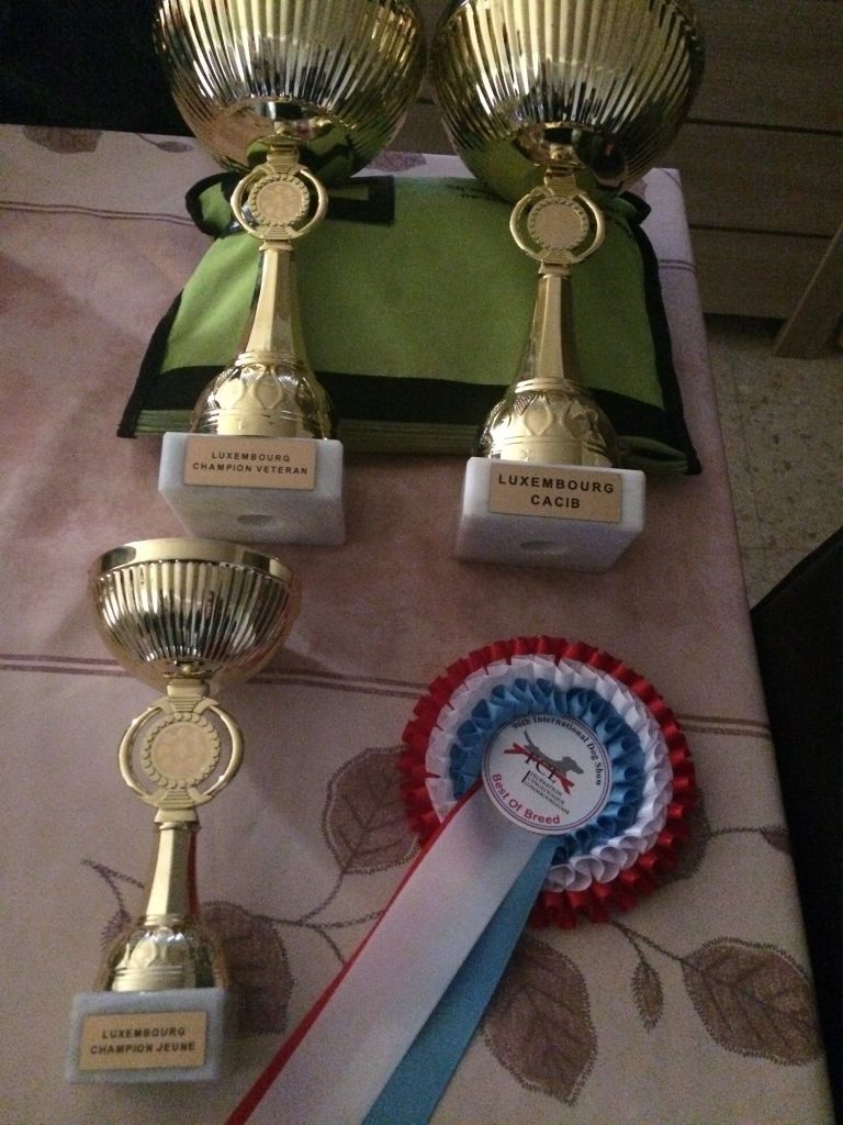 de Vincours - IDS Luxembourg 7/03/18, trois chiens, trois champions !