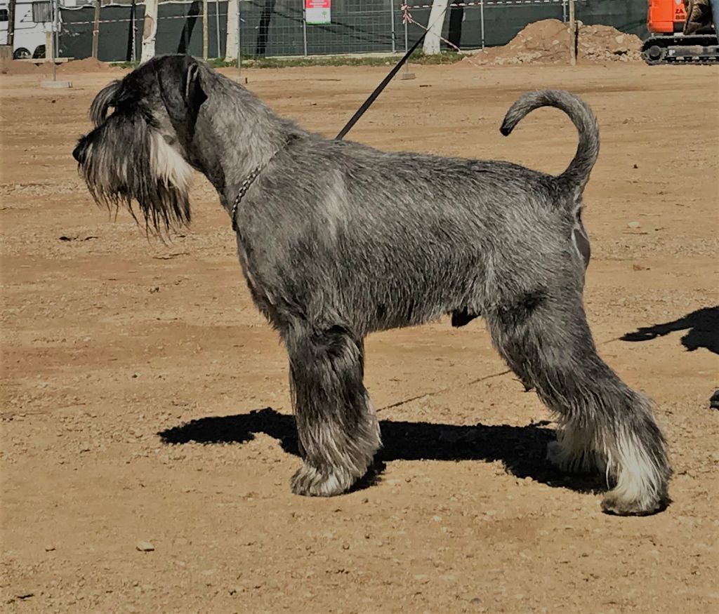 de Vincours - IDS Girona, Jerico de Vincours CAC CACIB BOB
