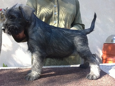 de Vincours - Photos des filles ! voir rubrique chiots