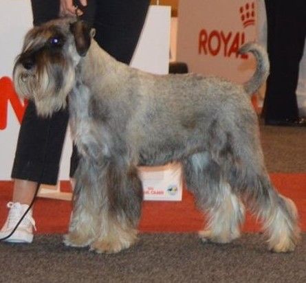 de Vincours - Tarbes, Hermione CACS CACIB Meilleure de Race !