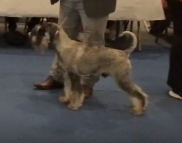 de Vincours - Eurodogshow Courtrai 16/11/19, Olafkin de Vincours rcacs & rcacib !