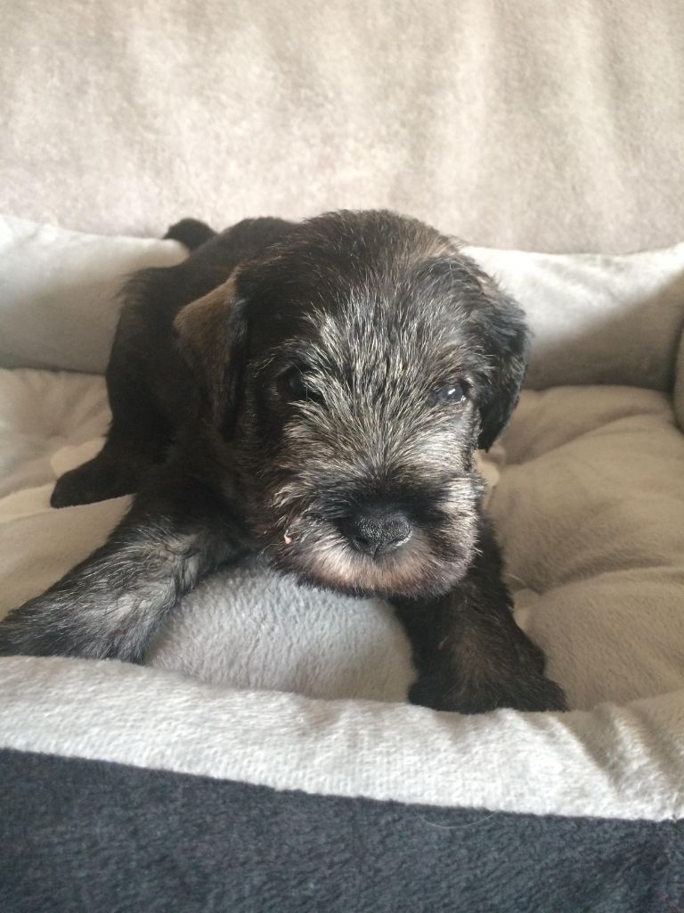 CHIOT